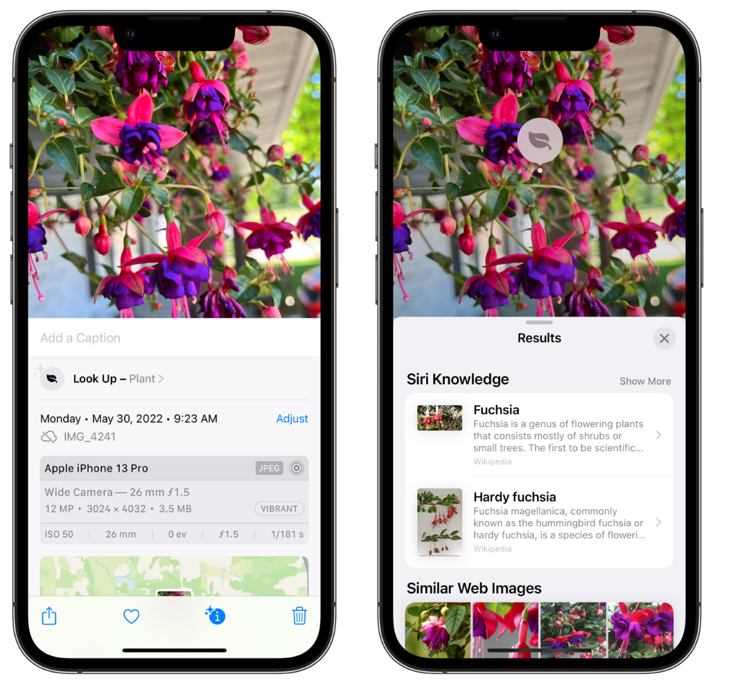 铁东苹果手机维修分享小技巧：使用 iPhone 相机识别花卉植物 